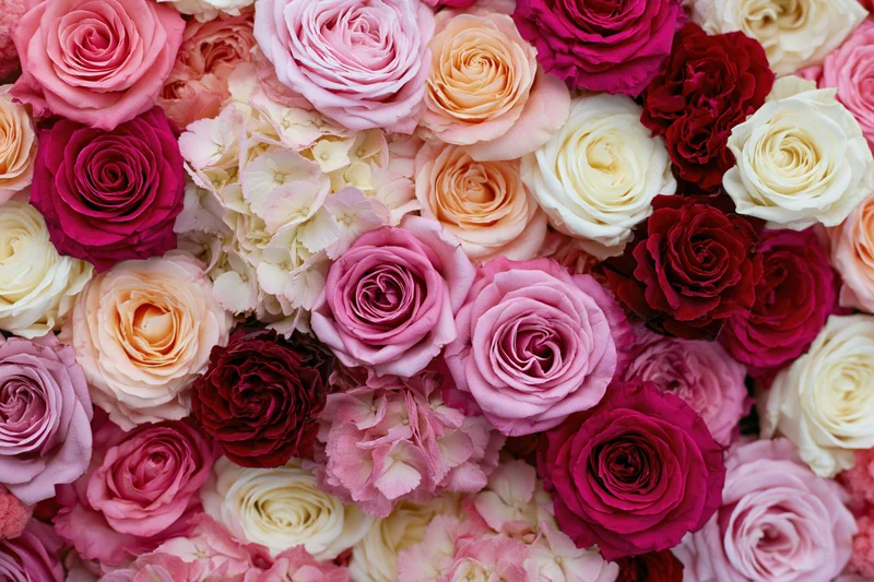 Dense wall of mixed roses and hydrangeas packed tightly together