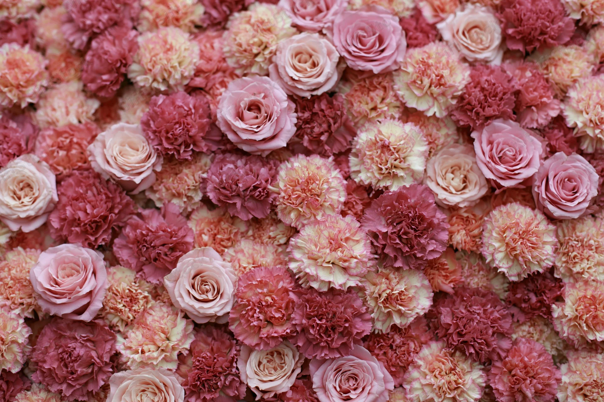 Dense wall of tightly packed pink roses and carnations forming a floral backdrop