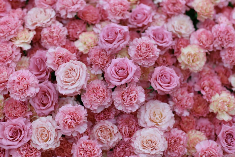Dense wall of pink roses and carnations arranged tightly together as a floral backdrop