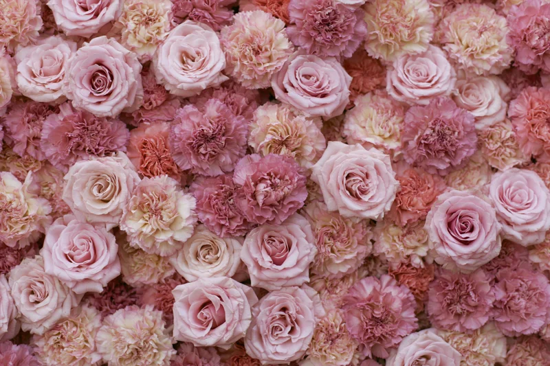 Dense wall of pink roses and carnations arranged tightly together as a floral backdrop