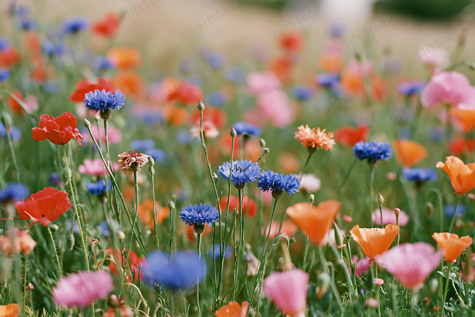 Dense wildflower meadow with cornflowers and poppies in full bloom, arranged naturally across a green field