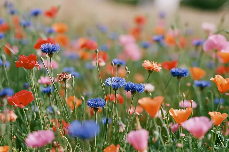 Dense wildflower meadow with cornflowers and poppies in full bloom, arranged naturally across a green field