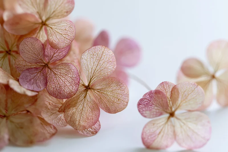 Dried hydrangea florets arranged loosely on white background with copyspace