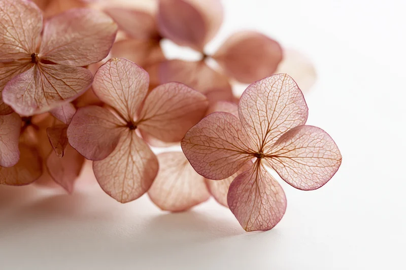 Dried hydrangea florets arranged loosely on a white surface filling the left side