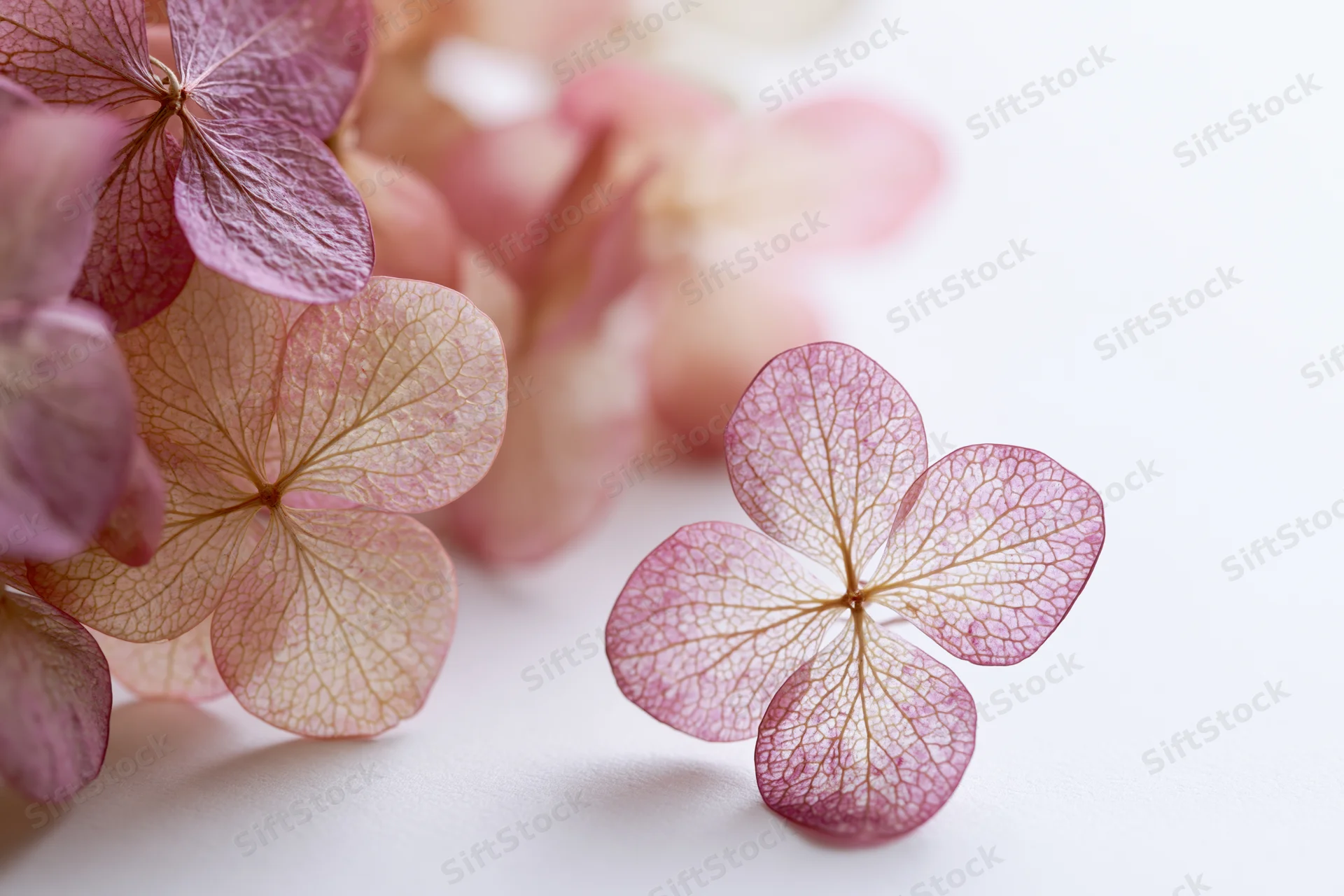 Dried hydrangea florets arranged loosely on white surface with copyspace