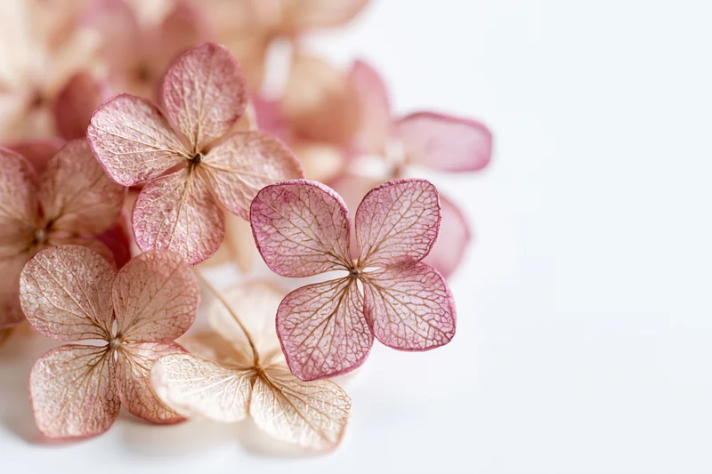 Dried hydrangea florets arranged loosely filling the left side of the frame on a white background