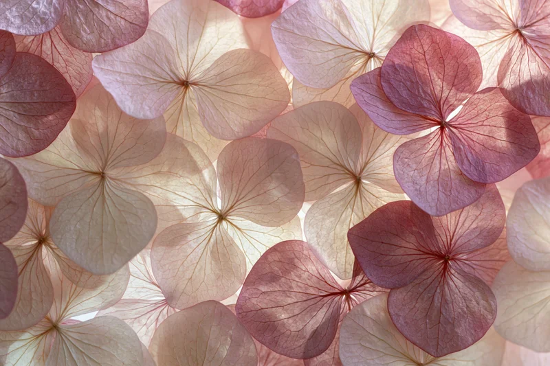 Dried pressed hydrangea petals arranged in overlapping flat lay composition