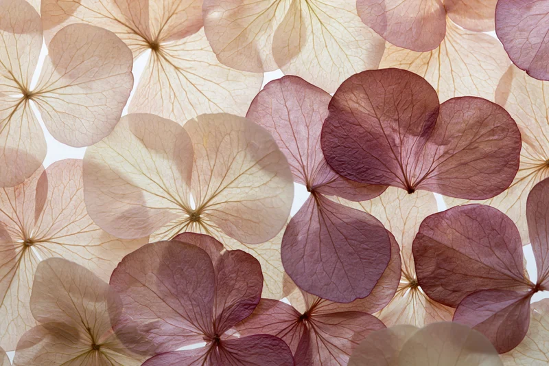 Dried pressed hydrangea petals arranged in flat lay overlap with translucent veined texture