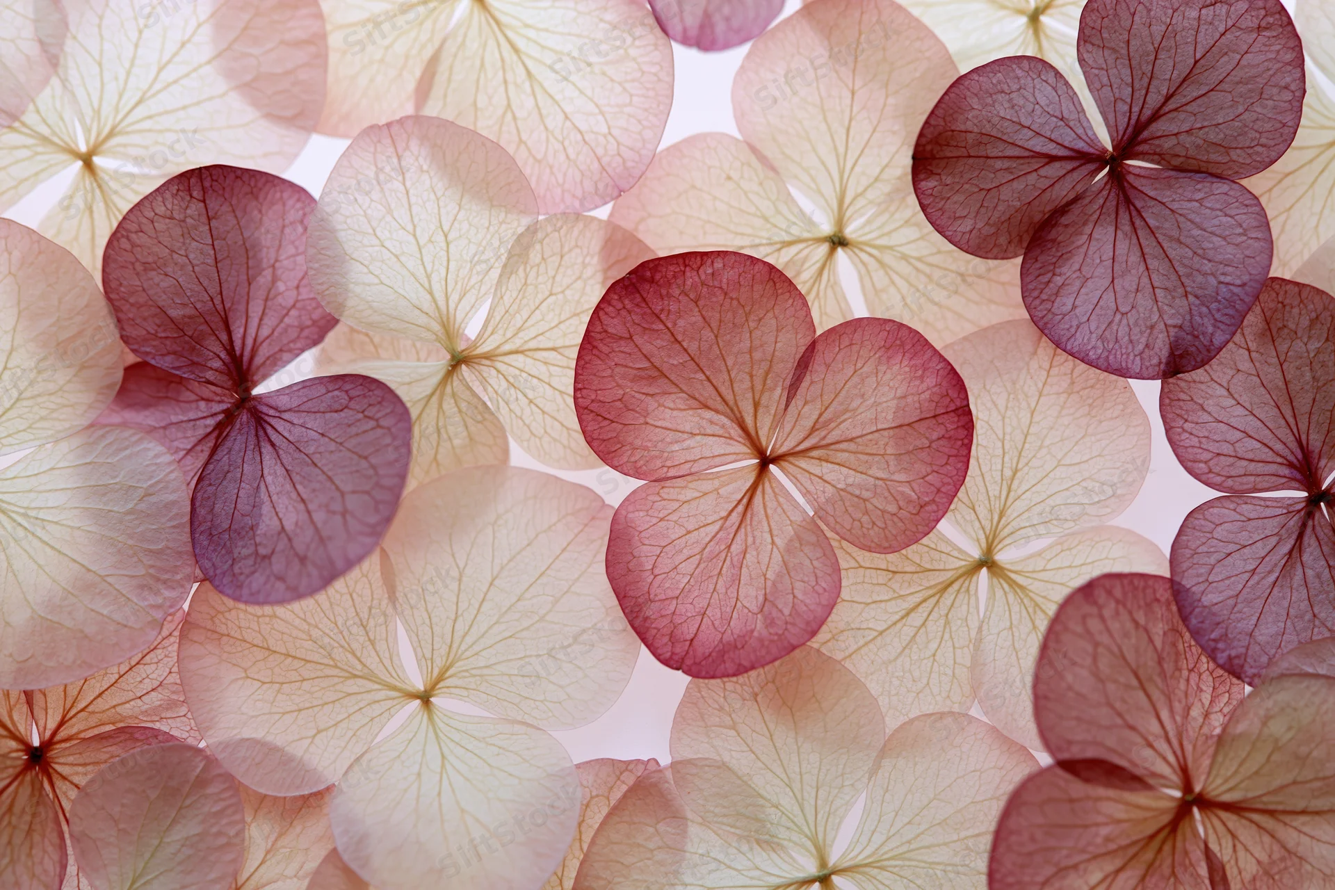 Dried pressed hydrangea petals arranged in flat lay overlap with soft pink and cream tones