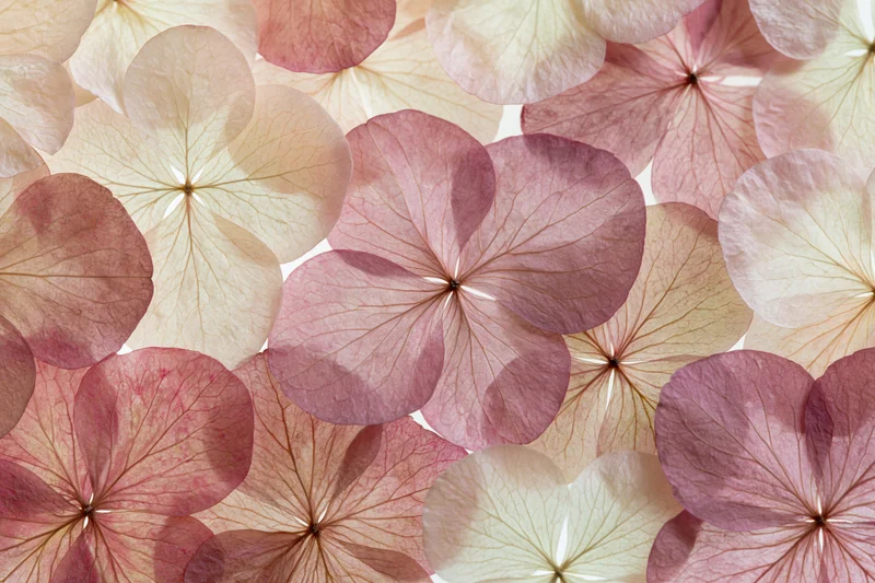 Dried pressed hydrangea petals arranged in overlapping flat lay pattern
