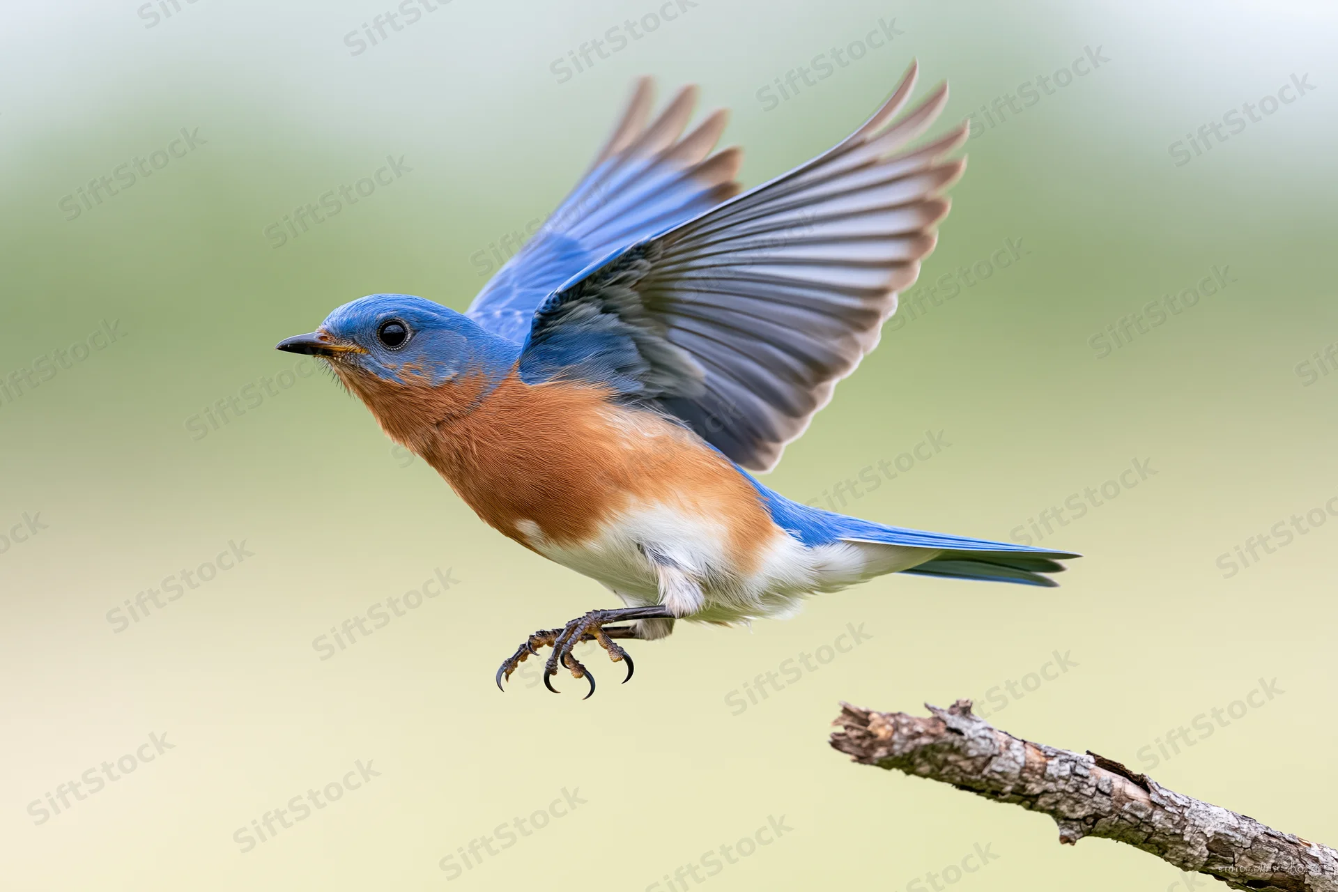 Eastern bluebird launching into flight from a broken bare branch tip