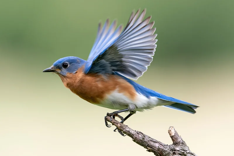 Eastern bluebird launching off a bare broken branch tip with wings spread