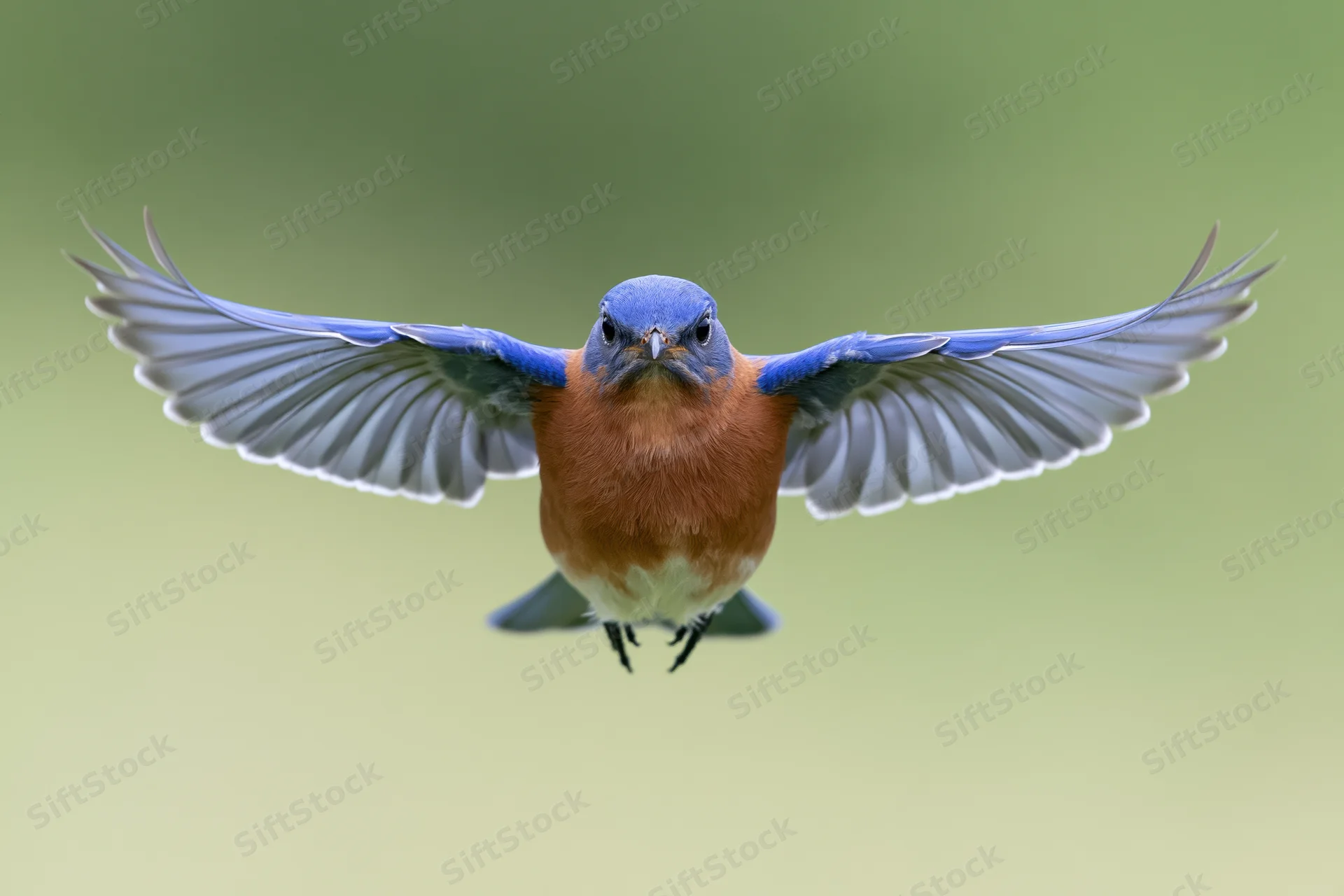Eastern bluebird hovering mid-flight with wings fully spread against a soft green background