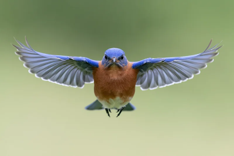 Eastern bluebird hovering mid-flight with wings fully spread against a soft green background