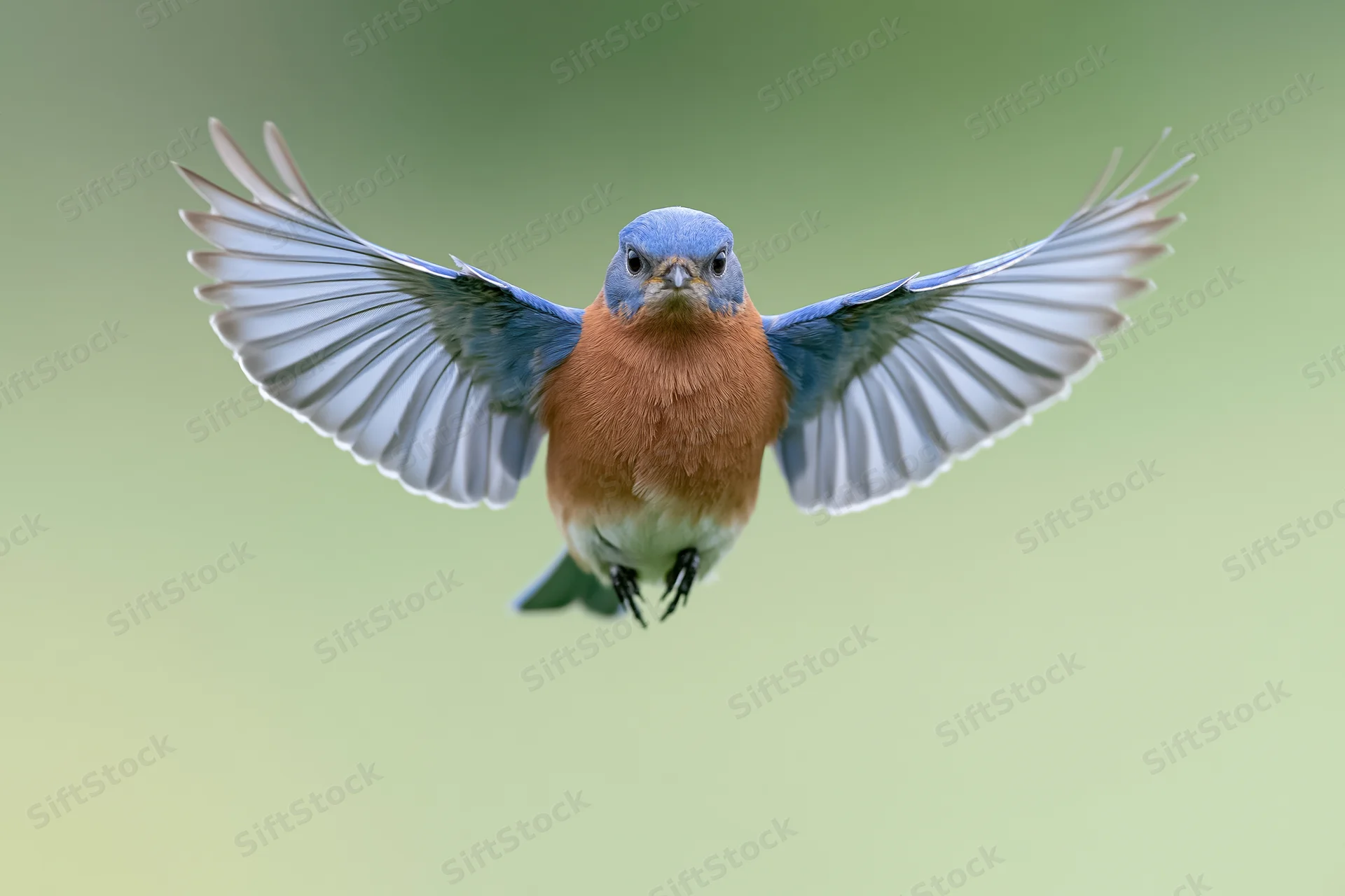Eastern bluebird hovering mid-flight with wings fully spread against green background