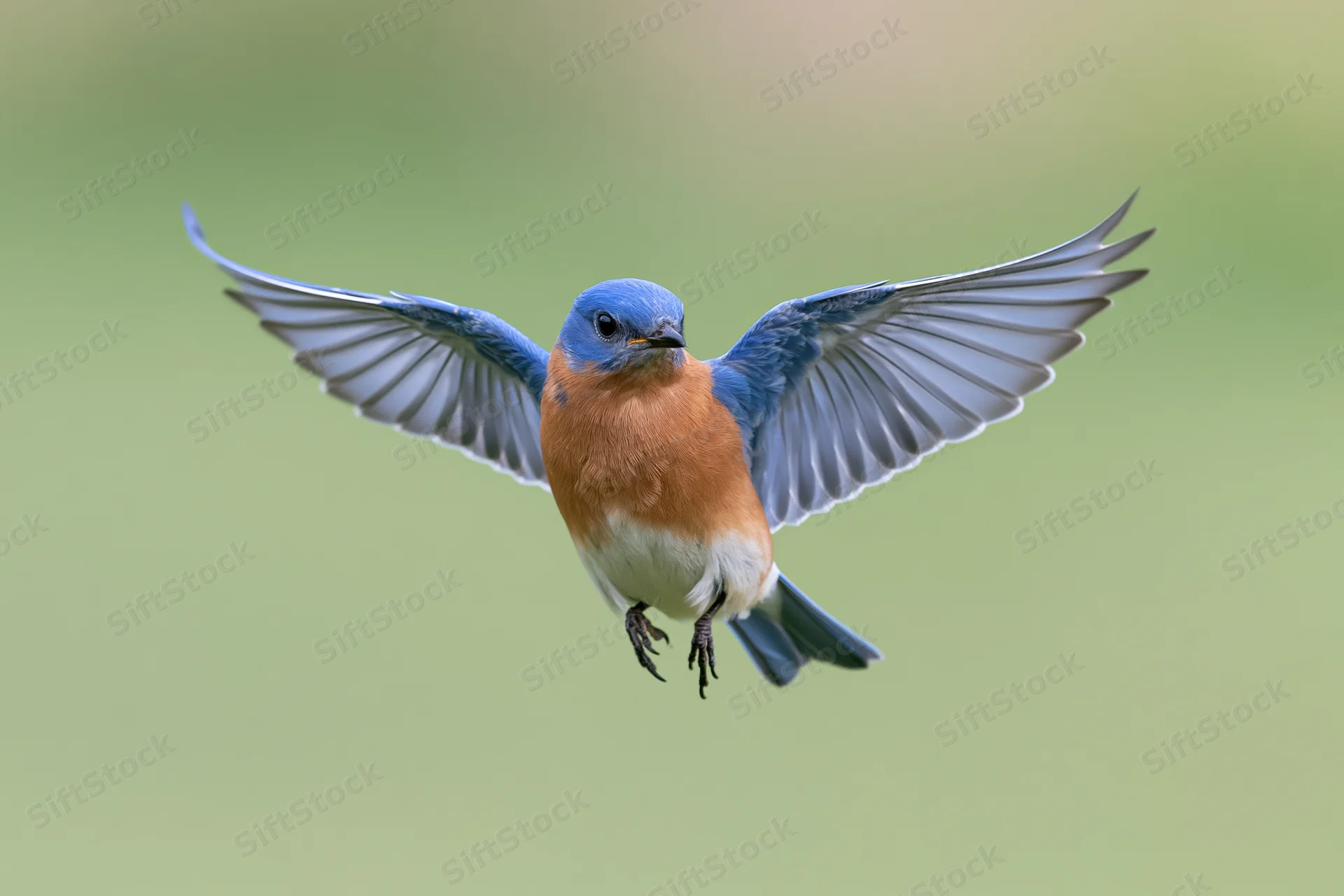Eastern bluebird hovering mid-flight with wings fully spread against a green background