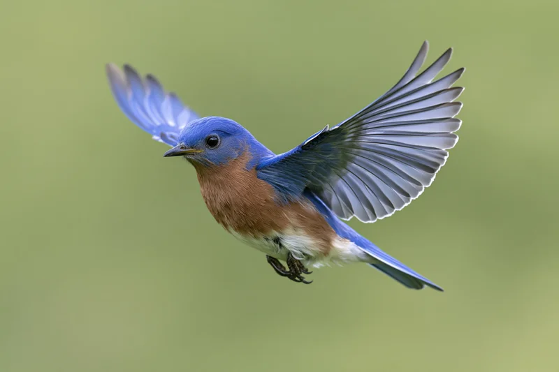Eastern bluebird hovering mid-flight with wings fully spread against a green background