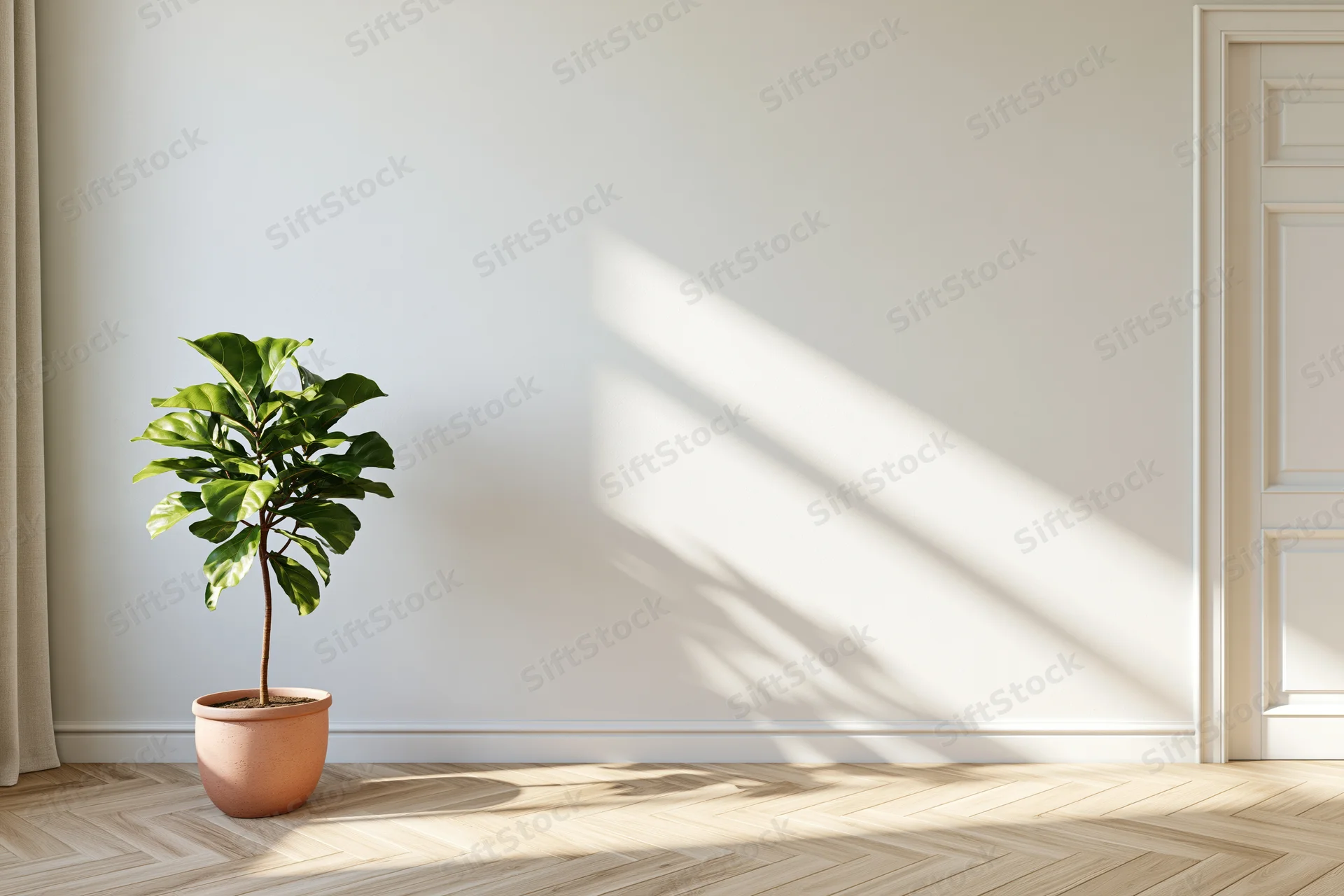 Potted fiddle leaf fig in minimalist empty room with sunlight casting shadows on white wall and herringbone wood floor