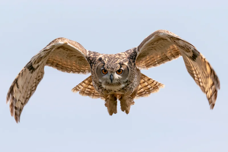 Eurasian eagle-owl in mid-flight with wings fully spread against clear sky