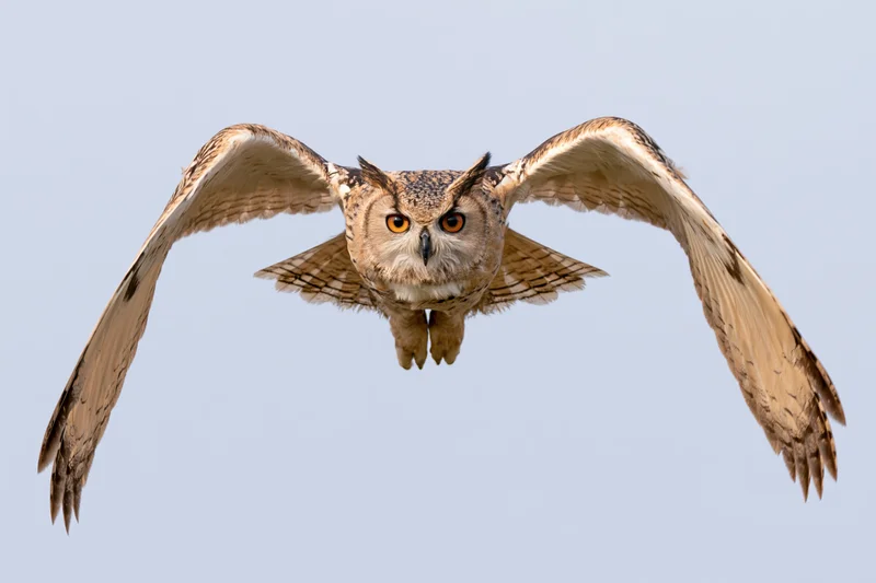 Eurasian eagle-owl in mid-flight with wings fully spread against clear sky