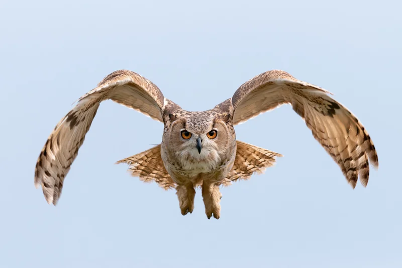 Eurasian eagle-owl in mid-flight with wings fully spread against blue sky