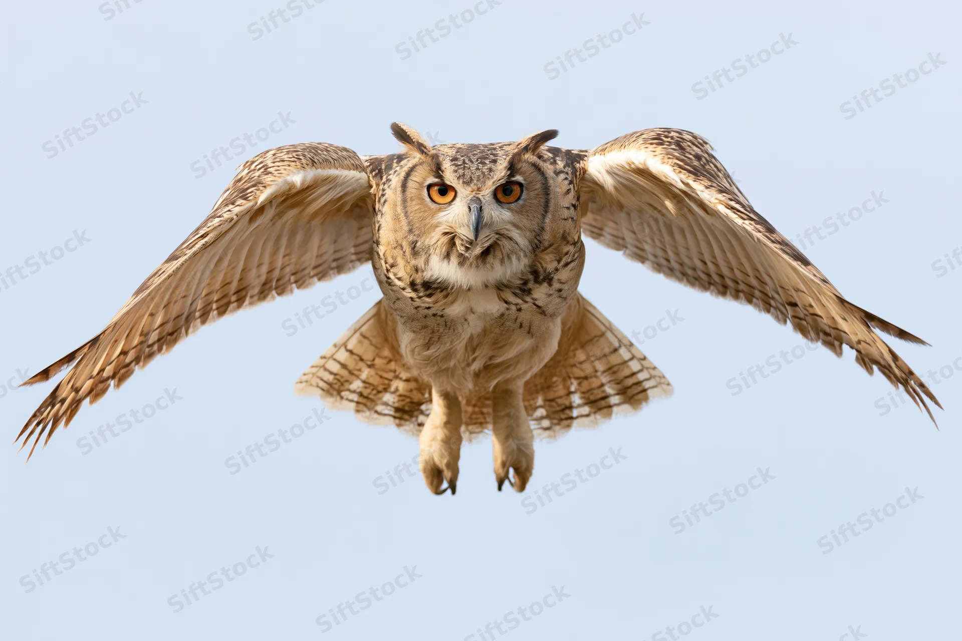 Eurasian eagle-owl in mid-flight with wings fully spread against blue sky