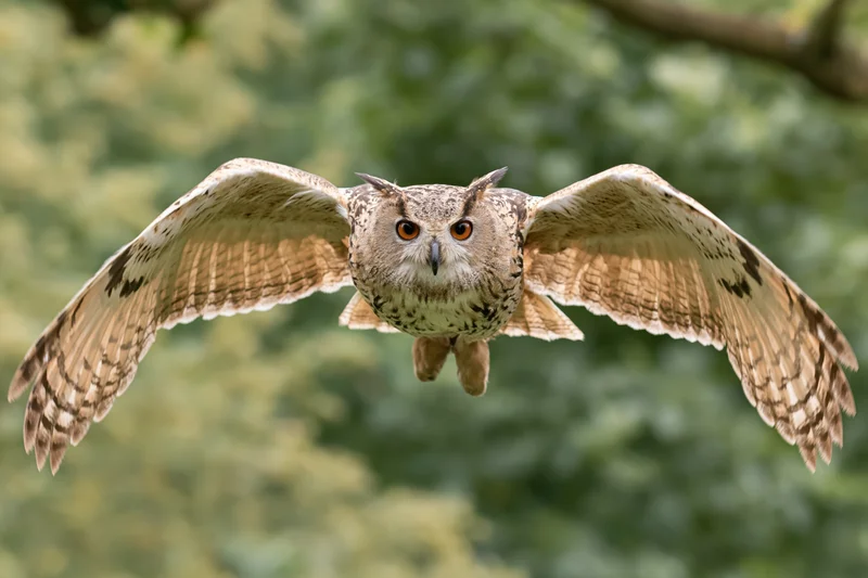 Eurasian eagle-owl flying directly toward camera with wings spread in forest setting