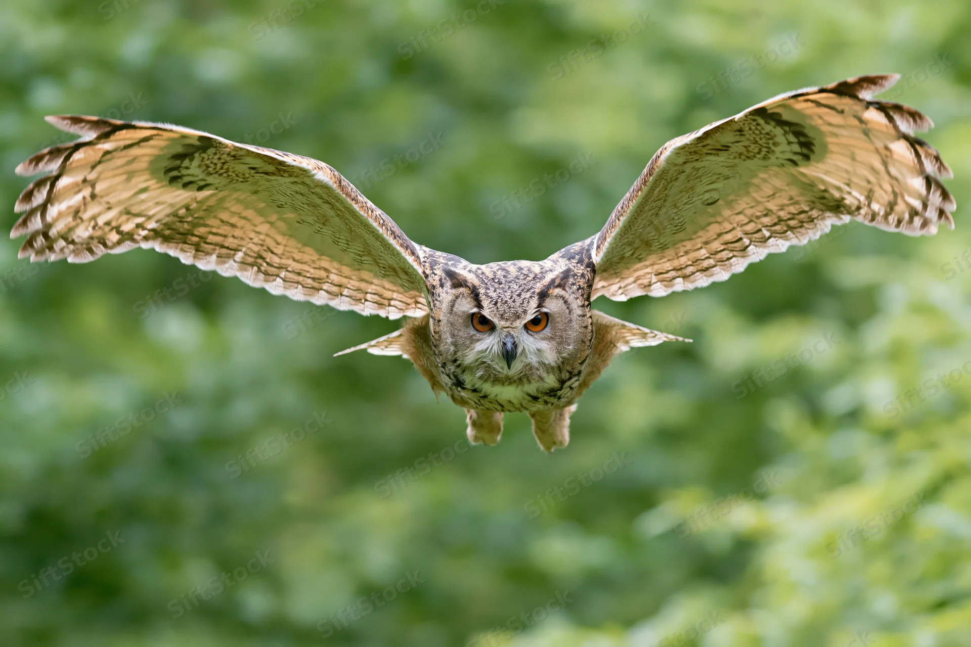 Eurasian eagle-owl flying directly toward camera with wings spread in forest setting
