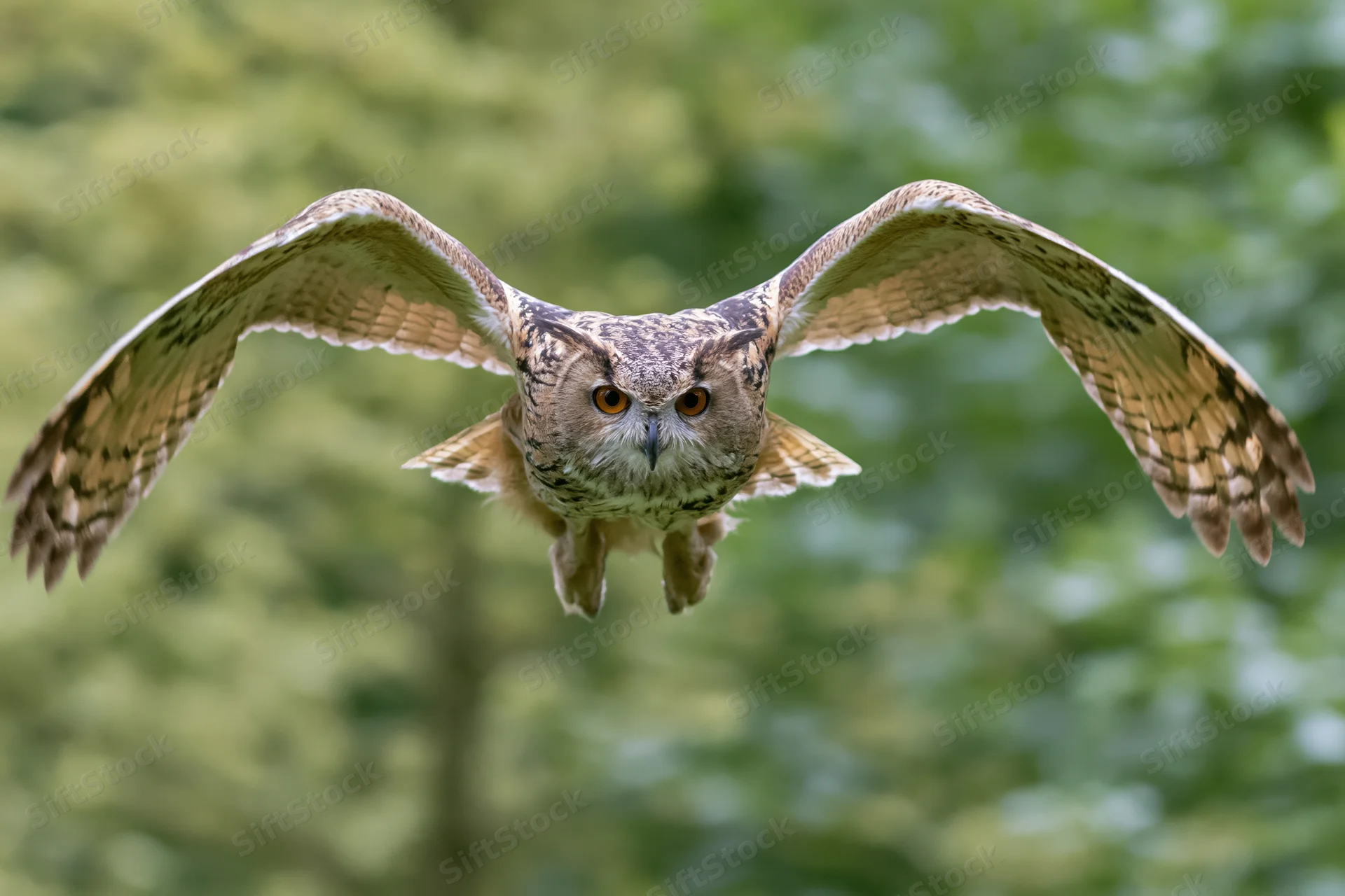 Eurasian eagle-owl flying directly toward camera with wings spread in forest setting