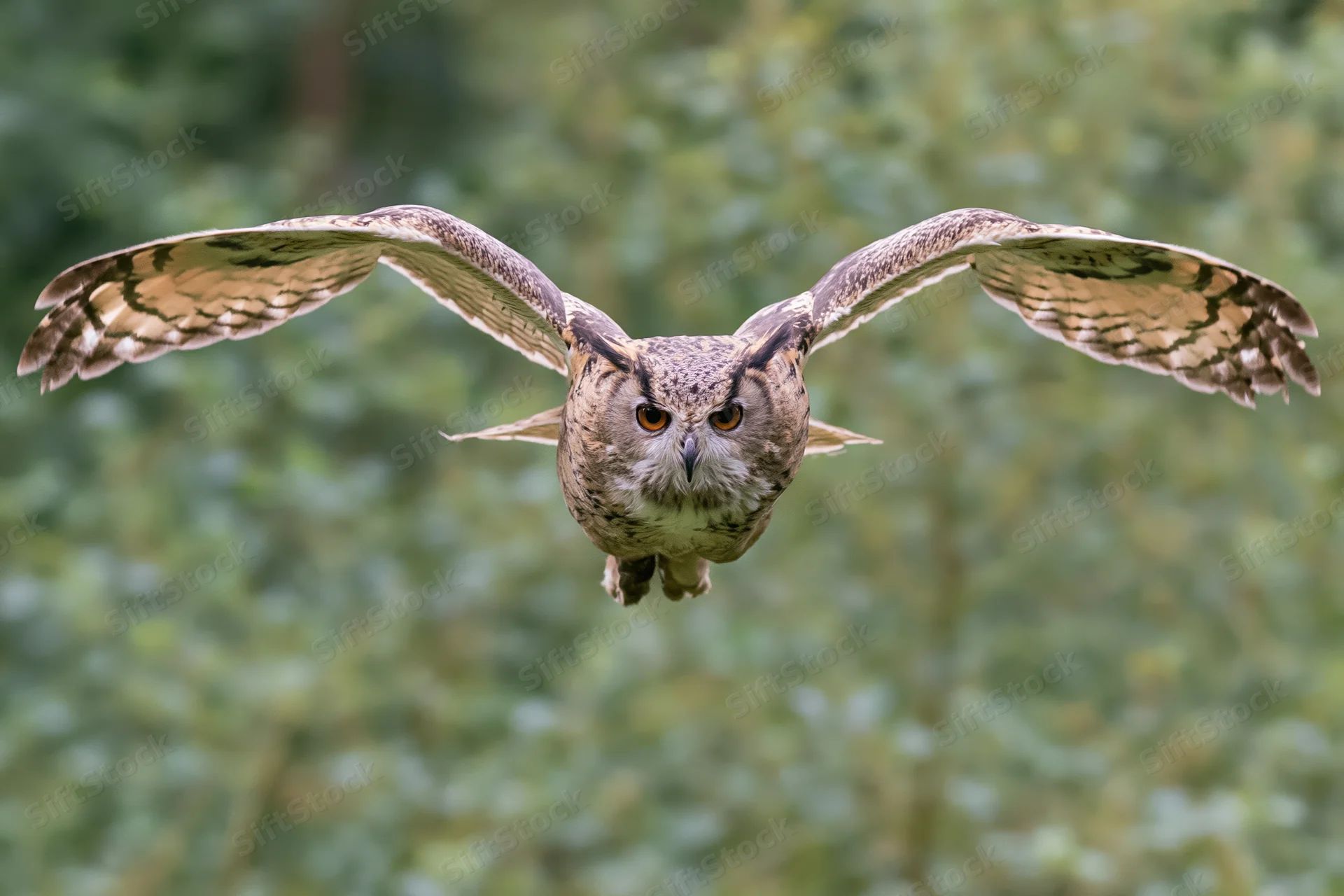 Eurasian eagle-owl flying directly toward camera with wings spread in forest setting