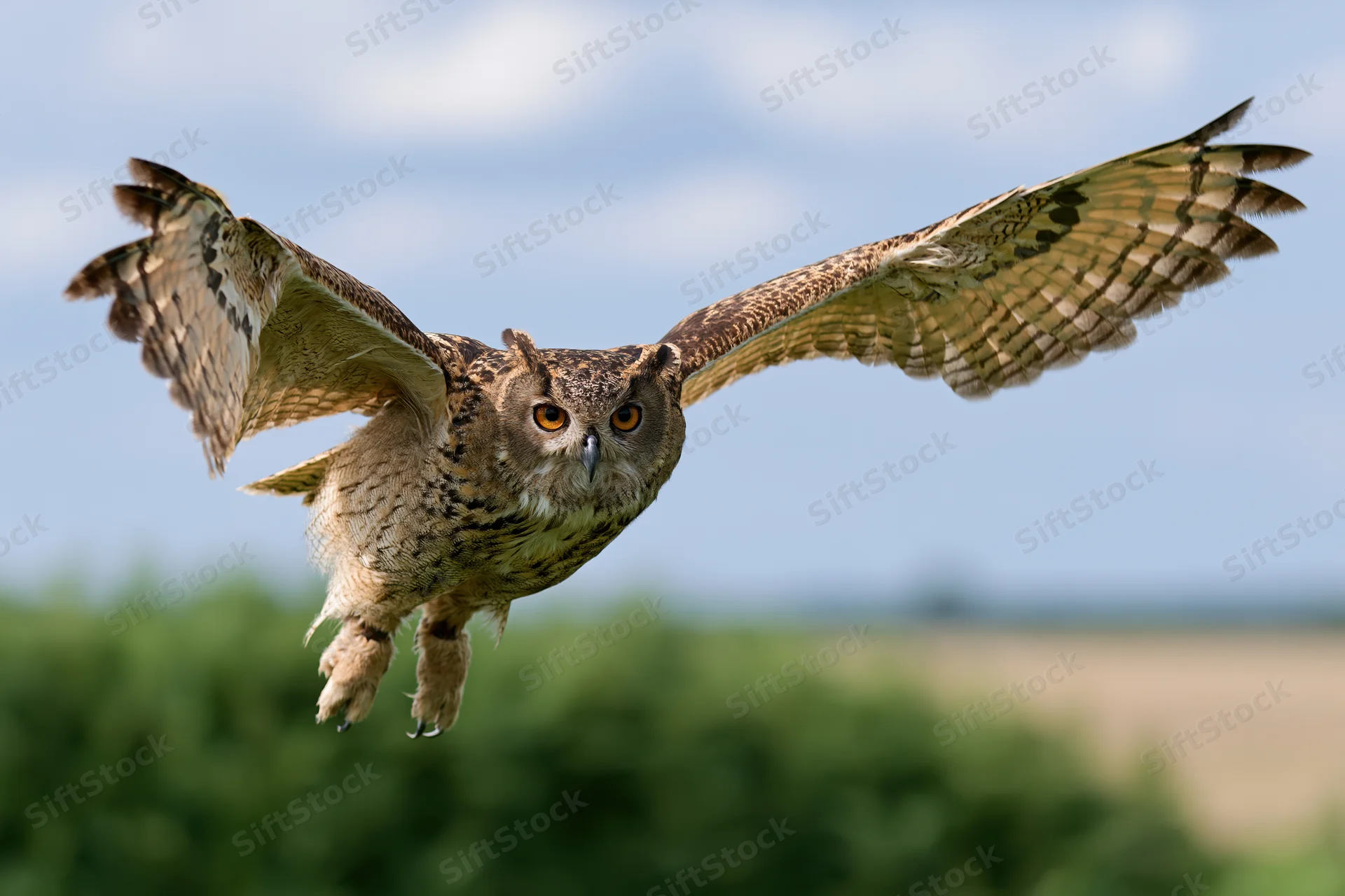 Eurasian eagle-owl in mid-flight with wings fully spread over green field under blue sky