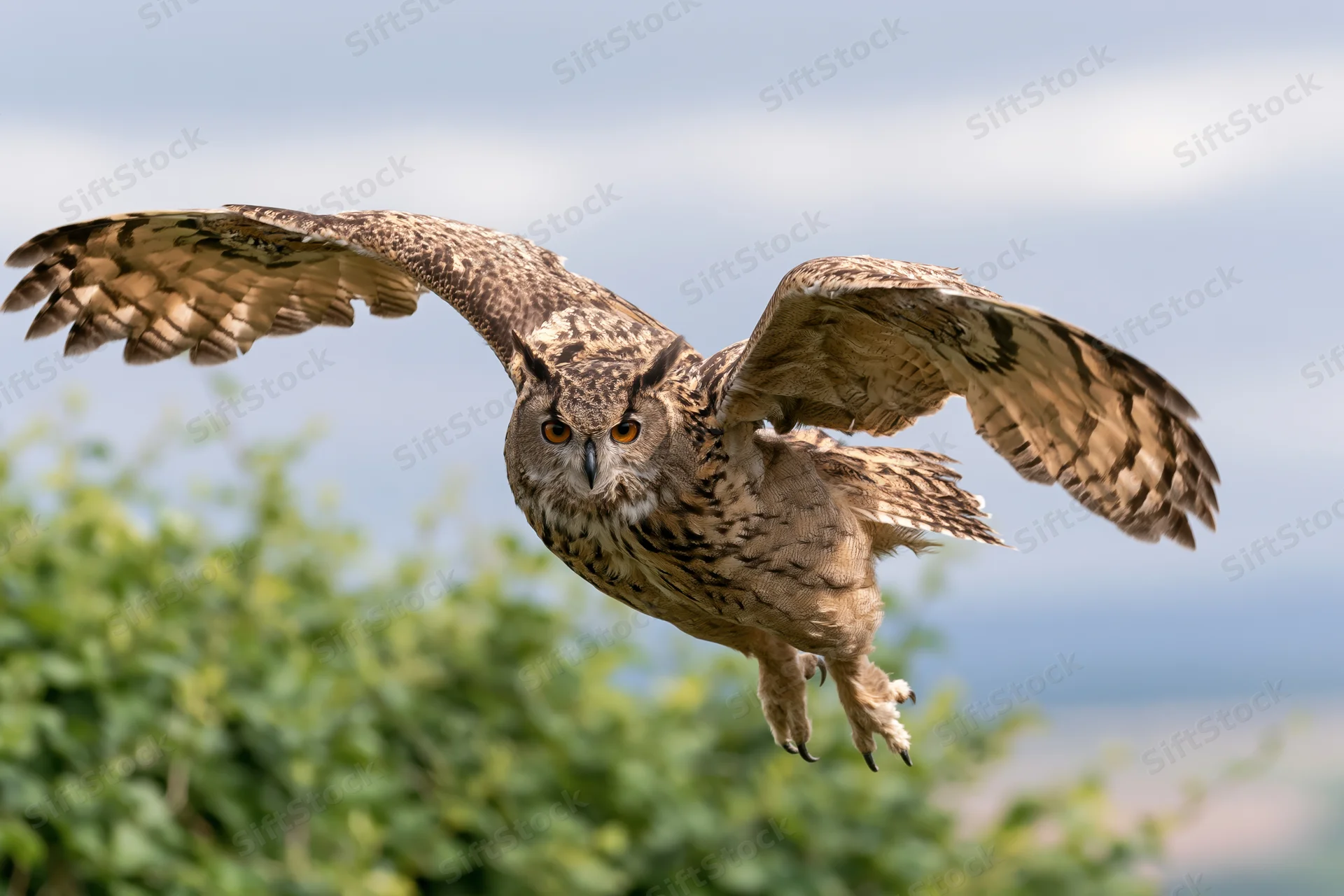 Eurasian eagle-owl in mid-flight with wings fully spread over green foliage