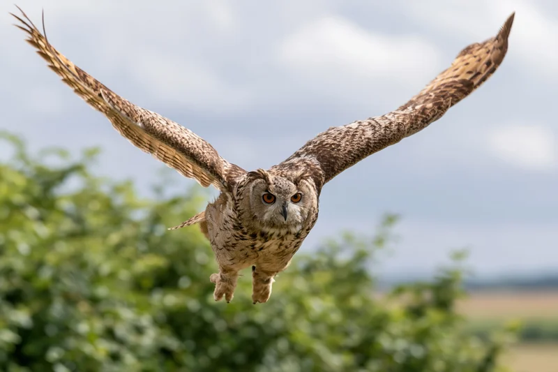 Eurasian eagle-owl in mid-flight with wings fully spread over green foliage