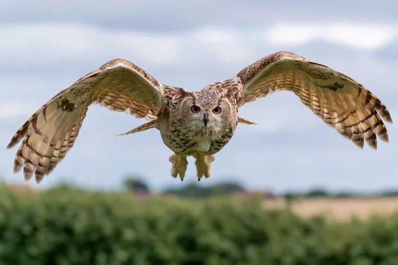 Eurasian eagle-owl in mid-flight with wings fully spread over green field