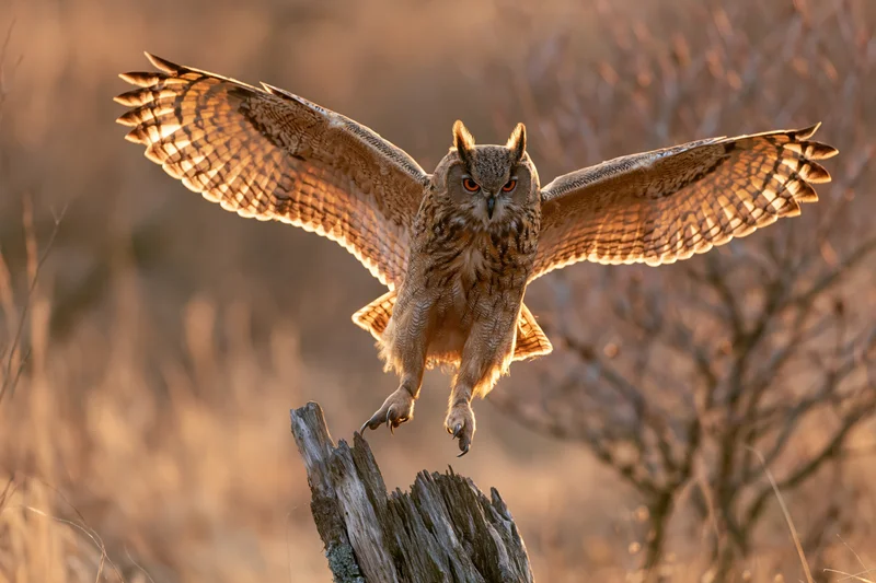 Eurasian eagle-owl landing on a weathered dead tree stump with wings spread and talons extended
