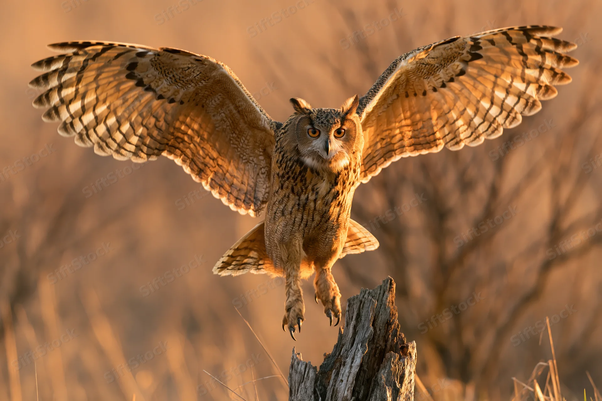 Eurasian eagle-owl landing on a weathered dead tree stump with wings spread in golden evening light
