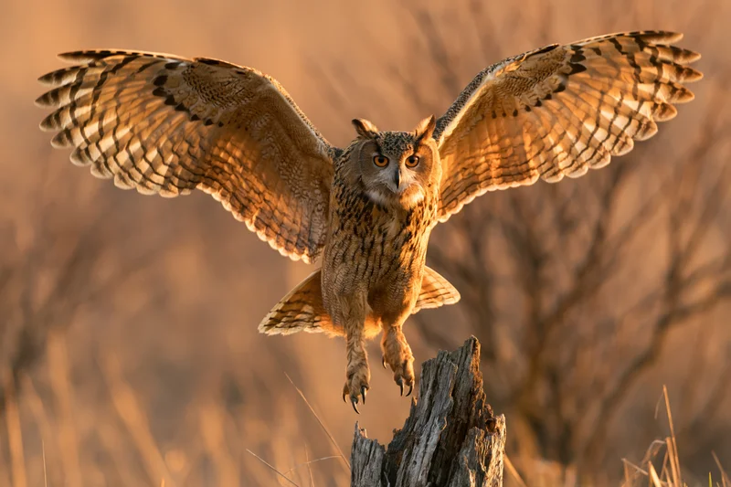 Eurasian eagle-owl landing on a weathered dead tree stump with wings spread in golden evening light