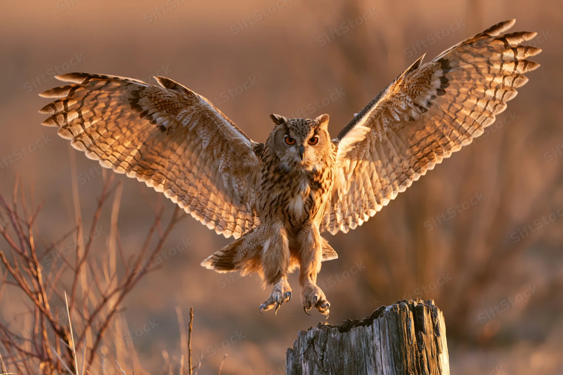 Eurasian eagle-owl landing on a weathered dead tree stump in golden light