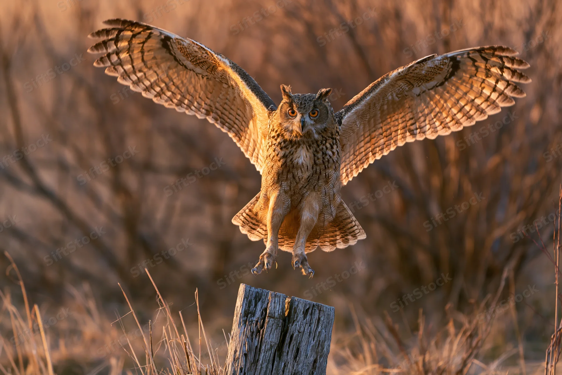 Eurasian eagle-owl landing on a weathered tree stump in a dry grassy field at dusk