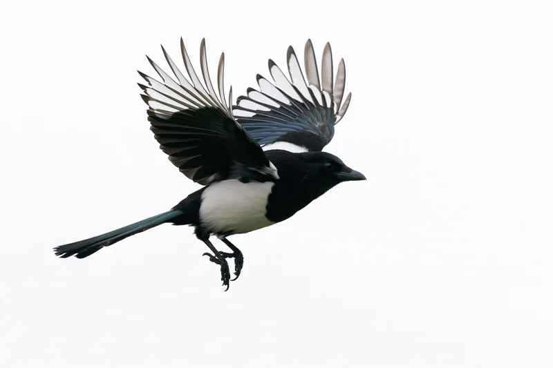 Eurasian magpie in mid-flight with wings fully spread against white background