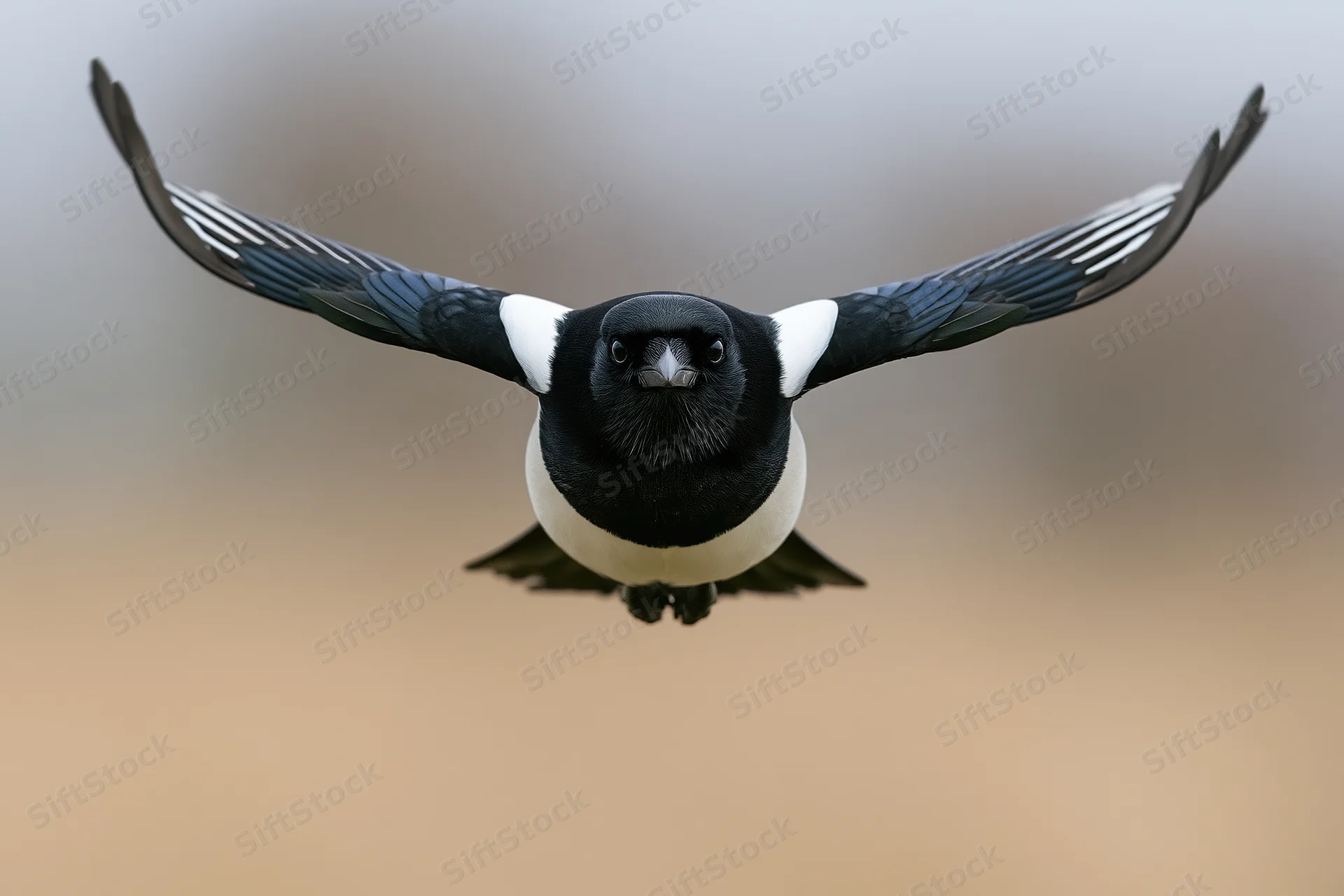 Eurasian magpie flying directly toward camera with wings fully spread against blurred background