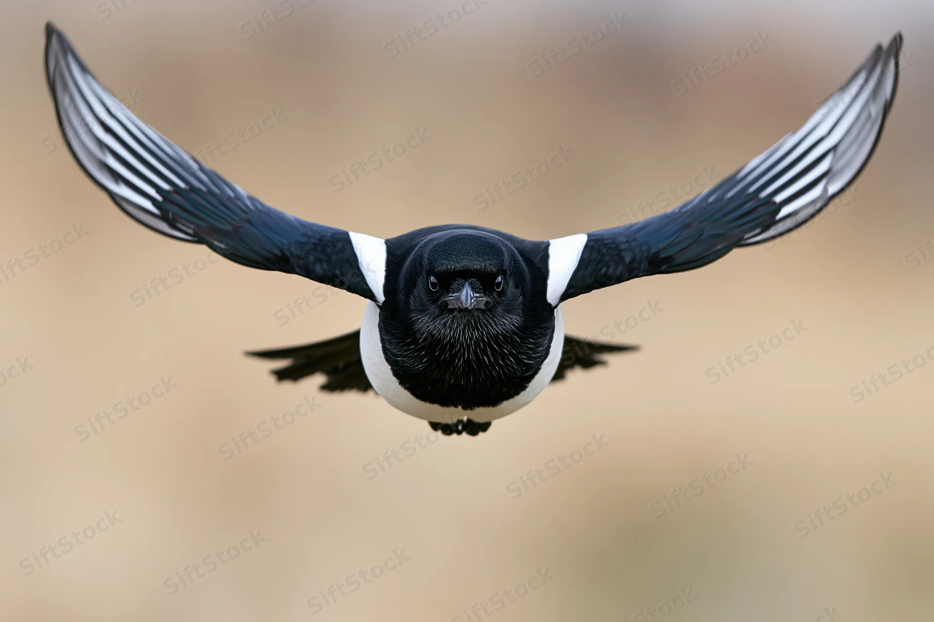 Eurasian magpie flying directly toward camera with wings fully spread in midair