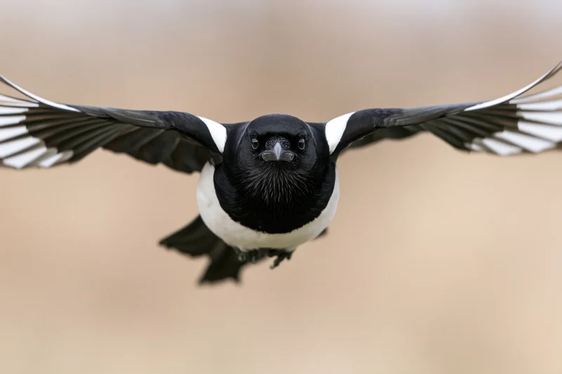 Eurasian magpie flying directly toward camera with wings fully spread in midair