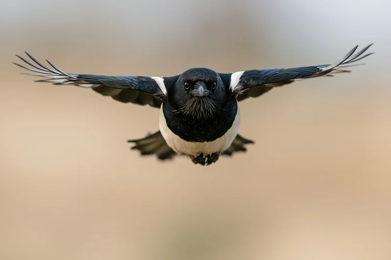 Eurasian magpie flying directly toward camera with wings fully spread against blurred natural background