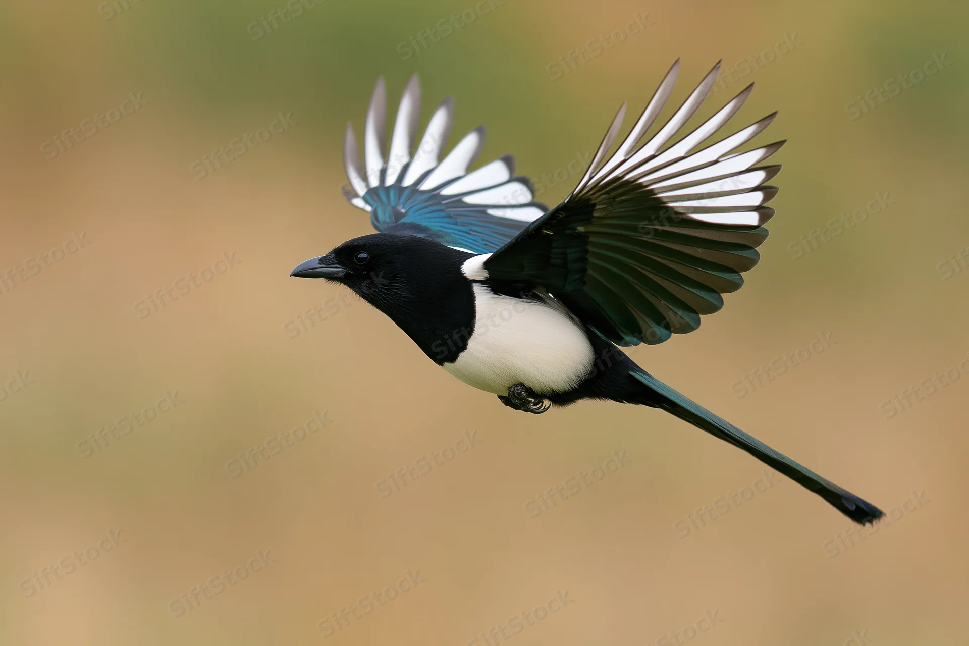 Eurasian magpie in mid-flight with wings fully spread against a blurred natural background