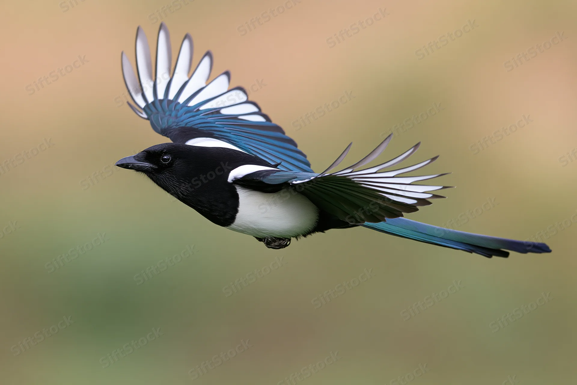 Eurasian magpie in mid-flight with wings fully spread against blurred natural background