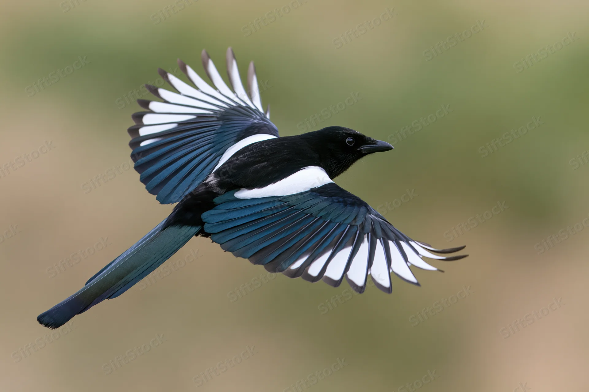 Eurasian magpie in mid-flight with wings fully spread against blurred natural background