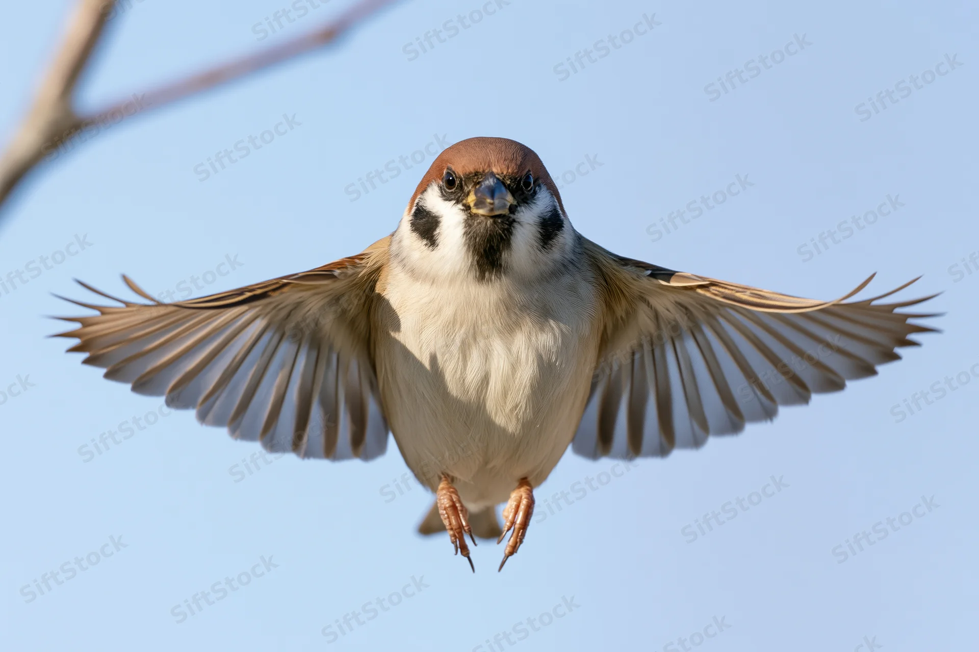 Eurasian tree sparrow hovering mid-flight with wings fully spread against clear blue sky