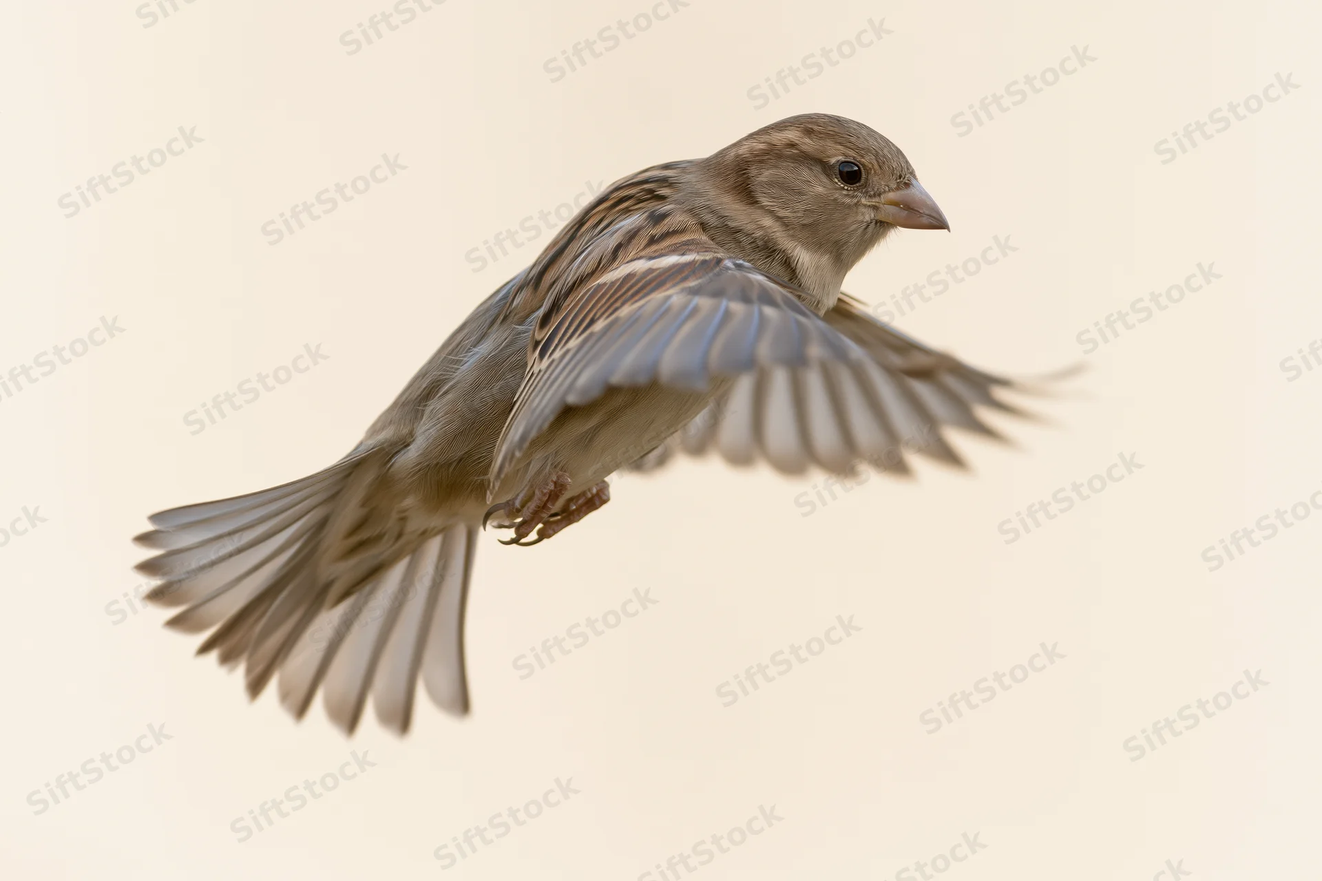 Female house sparrow in mid-flight with wings fully spread against a plain background