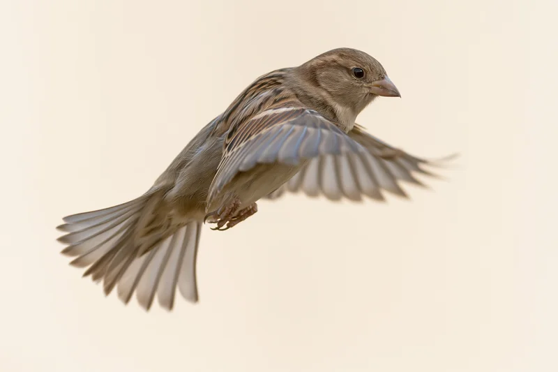 Female house sparrow in mid-flight with wings fully spread against a plain background